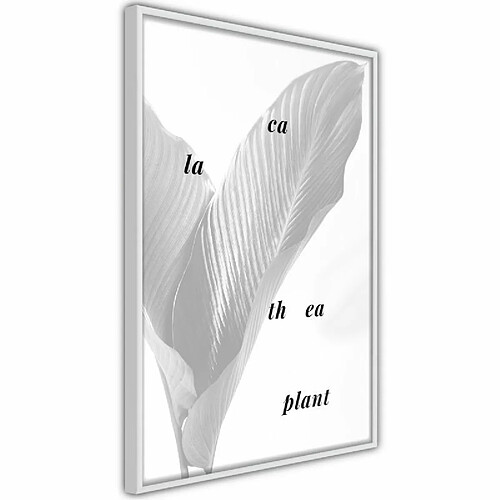 Paris Prix Affiche Murale Encadrée Calathea Leaves 30 x 45 cm Blanc