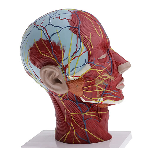 modèle pour l'anatomie de l'enseignement