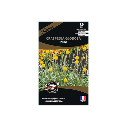 Sanrival Graines de fleurs premium craspedia globosa jaune