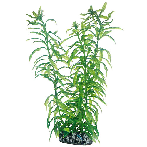 Hobby Heteranthera Plante pour Aquariophilie 25 cm