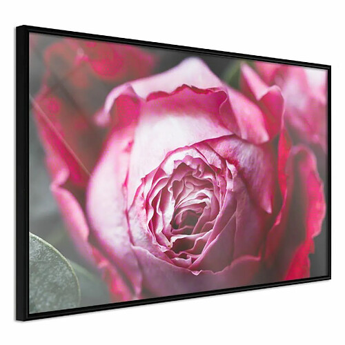 Paris Prix Affiche Murale Encadrée Blooming Rose 30 x 20 cm Noir