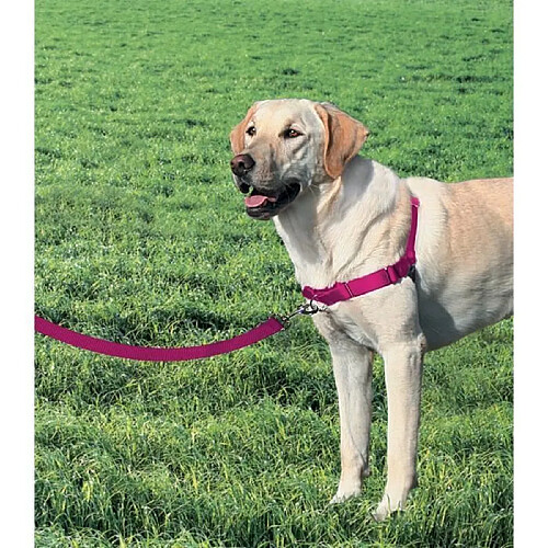 EASY WALK Harnais L - Framboise - Pour chien