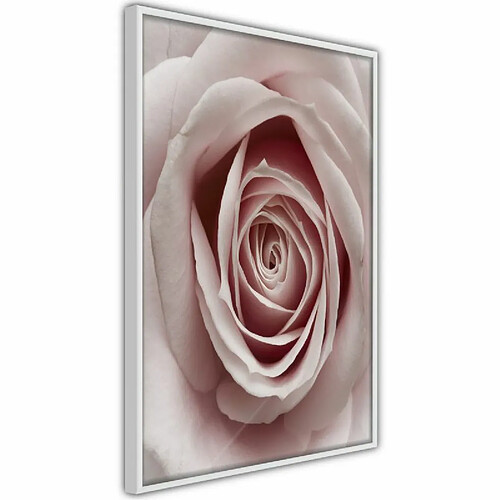 Paris Prix Affiche Murale Encadrée Rosebud 30 x 45 cm Blanc