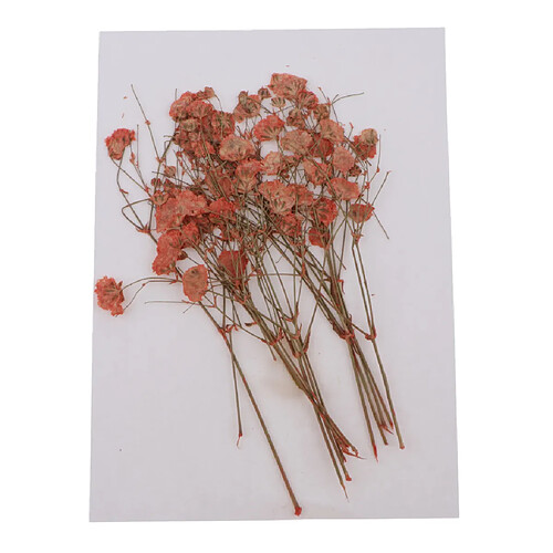 Pressé Real Babysbreath Fleur Séchée Pour Jewlery Making Craft Decor Orange