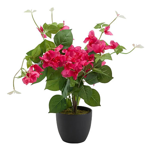 But Bougainvilliers H. 76 cm Assorti