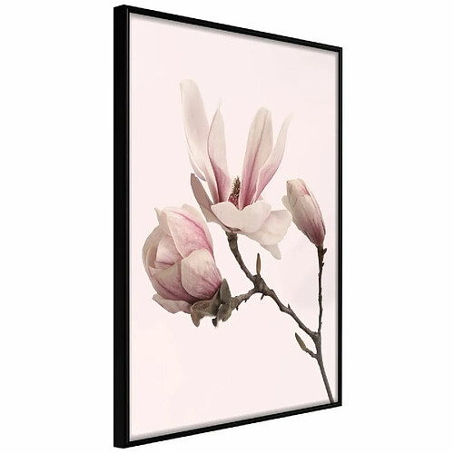 Paris Prix Affiche Murale Encadrée Blooming Magnolias II 40 x 60 cm Noir