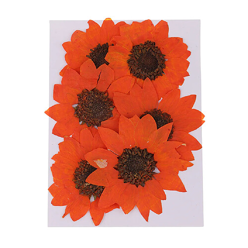 6 pièces naturelles vraies fleurs tournesol fleur séchée bricolage artisanat orange