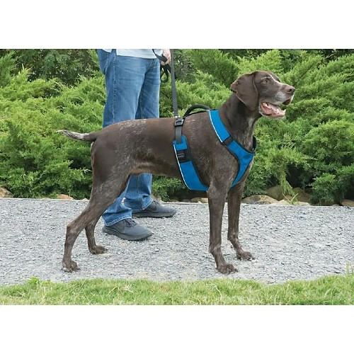 EASY WALK Harnais M - Bleu - Pour chien