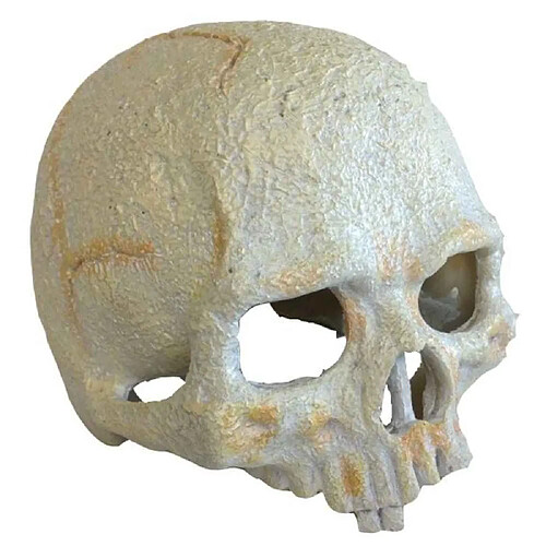 Décoration Crâne Primate Skull Small pour Terrarium - Exo Terra