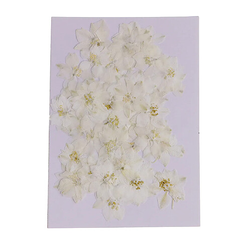 50 pièces Fleurs séchées pressées pour Art Craft Scrapbooking White Delphinium