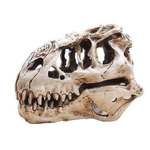 Universal Rex Skull Dinosaur Resin Artisanal Gift Home Decoration Replica Aquarium Statue Tyranno Dragon Bone Skeleton Aquarium Decoration | Décorations