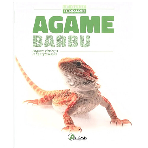 Agame barbu : Pogona vitticeps, P. henrylawsoni · Occasion