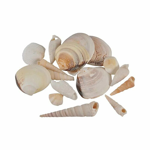 Paris Prix Assortiment de Coquillages Shellfish 100g Naturel