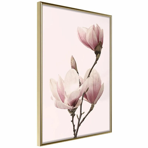 Paris Prix Affiche Murale Encadrée Blooming Magnolias III 40 x 60 cm Or