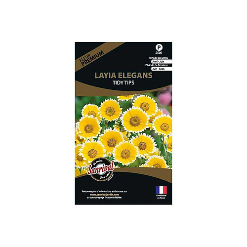 Sanrival Graines de fleurs premium Layia elegans platyglossa