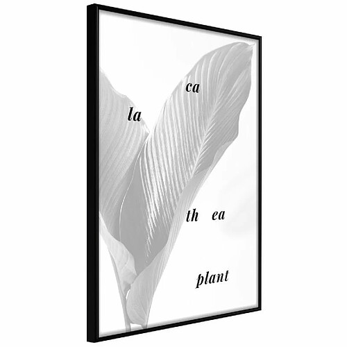 Paris Prix Affiche Murale Encadrée Calathea Leaves 40 x 60 cm Noir