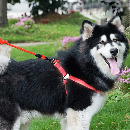 Wewoo Pour chien + Harnais + rouge Laisse Trois ensembles, M, Tour de poitrine: 43-67cm, Col Taille du col: 33-52cm, Poids de l'animal: 15kg Dessous Collier