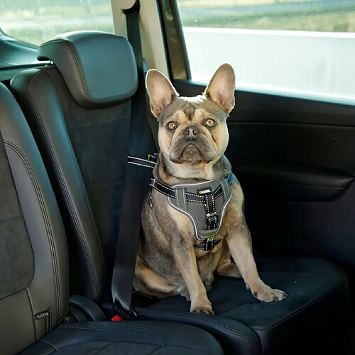 Kerbl Harnais de sécurité d’auto à animaux de compagnie 44-55 cm Noir