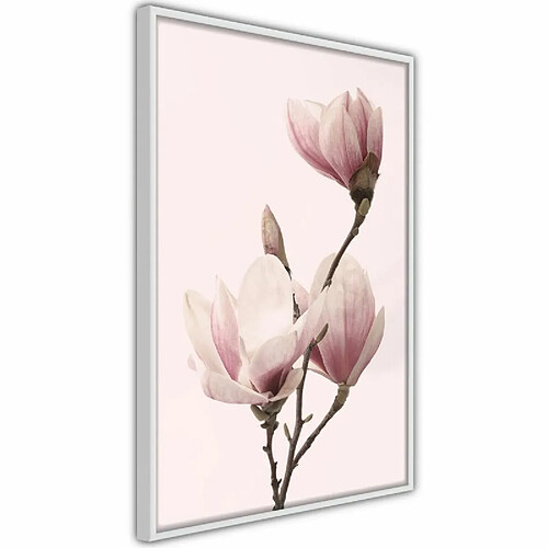 Paris Prix Affiche Murale Encadrée Blooming Magnolias III 30 x 45 cm Blanc