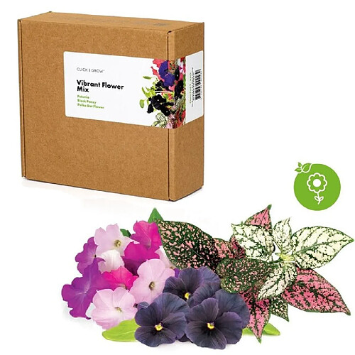 Click & Grow Vibrant Flower Mix, paquet de 9 fleurs, mélange de fleurs ornementales