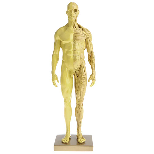 11 Pouces Modèle D'anatomie Masculine Modèle Référence Anatomique Pour Les Artistes - Jaune