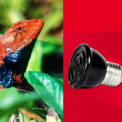 80w Mini-céramique Ampoule De Lampe Infrarouge Thermique émetteur éleveuse Reptile Animal