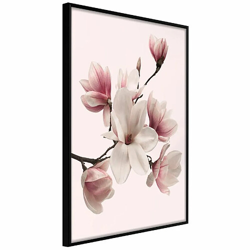 Paris Prix Affiche Murale Encadrée Blooming Magnolias I 40 x 60 cm Noir