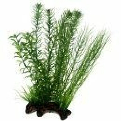 Hobby 51596 Flora Root 2 Racine avec plante factice pour décoration d'aquarium Grand format