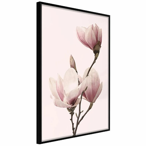 Paris Prix Affiche Murale Encadrée Blooming Magnolias III 20 x 30 cm Noir