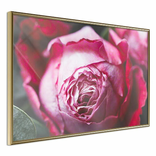 Paris Prix Affiche Murale Encadrée Blooming Rose 30 x 20 cm Or