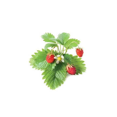 Click & Grow Recharge triple de Fraises des bois pour Smart Garden - Click and Grow