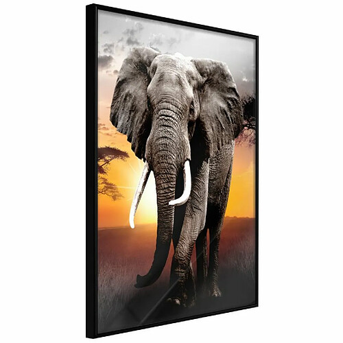 Paris Prix Affiche Murale Encadrée Majestic Elephant 20 x 30 cm Noir