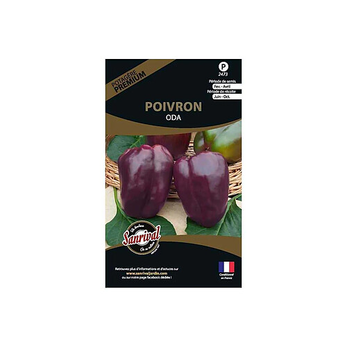 Sanrival Graines potagères premium poivron Oda violet allongé