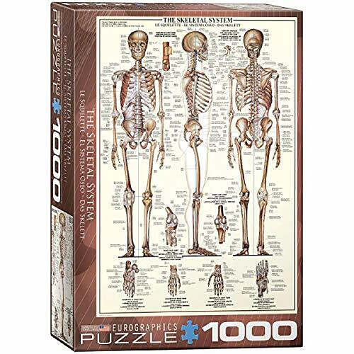 Eurographics Skeletal System (graphique) Puzzle (1000 piAces) (6000-3970)