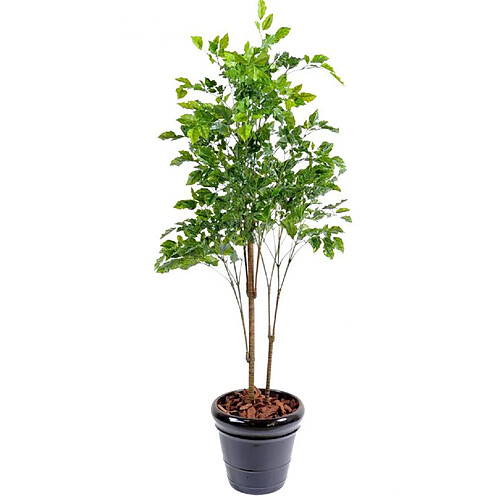 Pegane Plante artificielle haute gamme Spécial extérieur / Palissandre artificielle vert - Dim : 175 x 105 cm