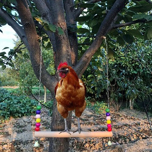 Lot De 2 Poulets Swing Birds Perch Training Toy Large Birds Canary Conure