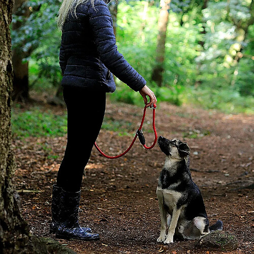 Dibea Laisse Retriever, Laisse pour Chien, Laisse de Dressage, Laisse de Traction, différentes Couleurs et Longueurs Disponibles (170 cm, Rouge)