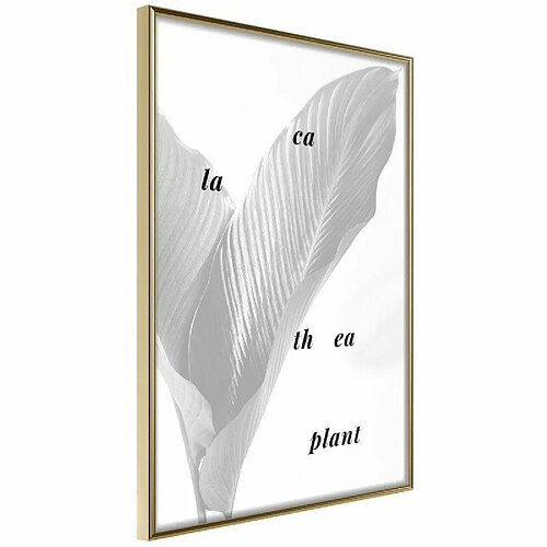 Paris Prix Affiche Murale Encadrée Calathea Leaves 20 x 30 cm Or