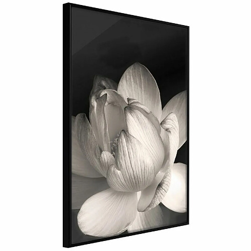 Paris prix Delicacy of a Flower - 21 cm