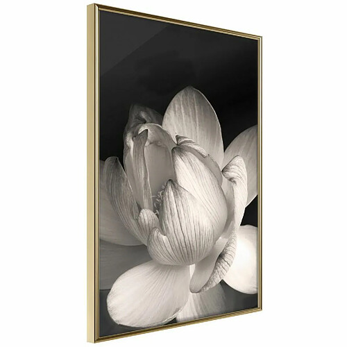 Paris prix Delicacy of a Flower - 30 cm