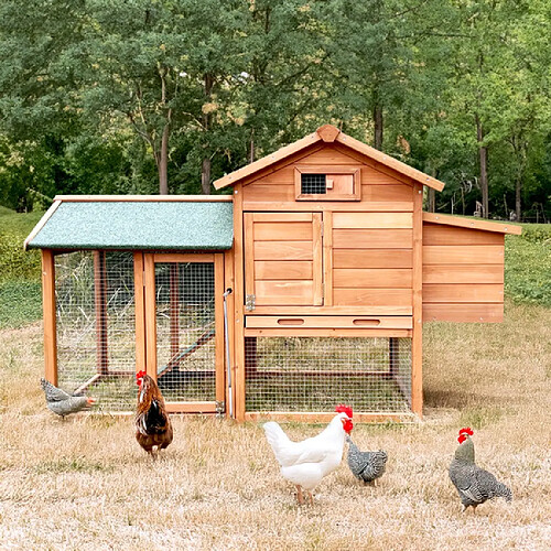 BELLA PET Poulailler en bois de jardin extérieur pour poules pondeuses 152x62x92 Marf