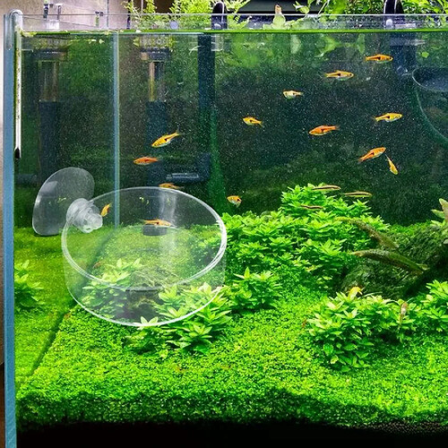 Bol transparent pour aquarium
