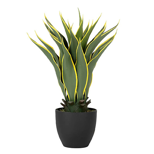 Alexandra House Living Agave Atenuata (plante) 50 x 50 x 60 cm