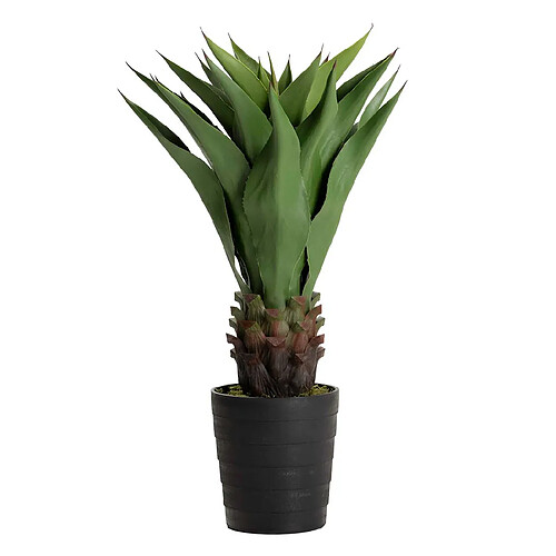 Alexandra House Living Agave attenuata, plante de 75 x 75 x 82 cm
