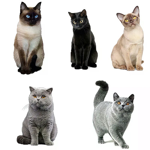 Autocollant mural Three Ratels CM29, magnifique chat persan Birman Bombay British Shorthair birman, décoration de maison, autocollants de voiture~01619