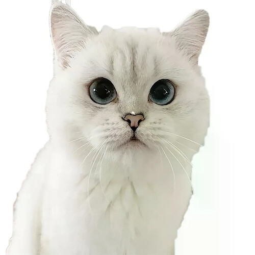 Autocollant mural Three Ratels CM29, magnifique chat persan Birman Bombay British Shorthair birman, décoration de maison, autocollants de voiture~01605