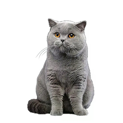 Autocollant mural Three Ratels CM29, magnifique chat persan Birman Bombay British Shorthair birman, décoration de maison, autocollants de voiture~01613