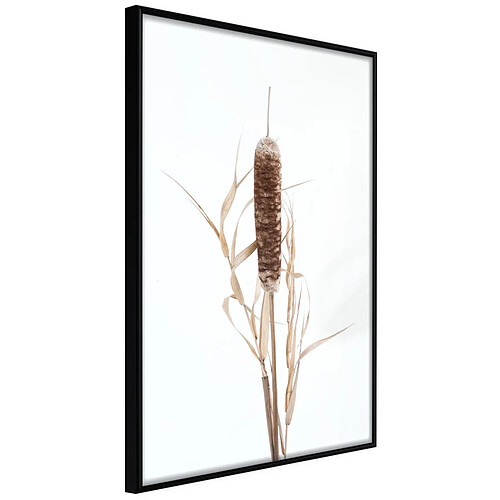 Paris prix Typha - 60 cm