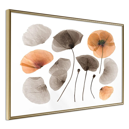 Paris Prix Affiche Murale Encadrée Dried Poppies 45 x 30 cm Or