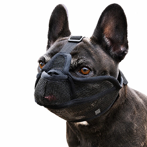 INF Museau pour chien à museau court L